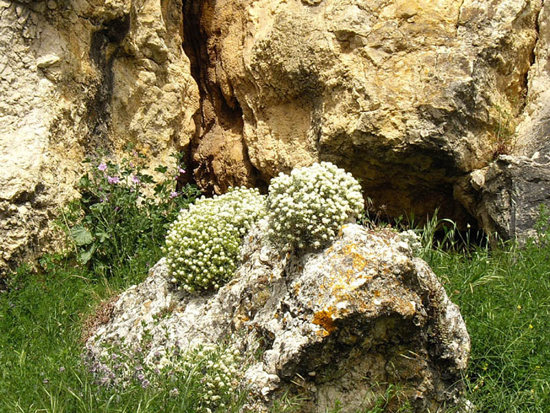 Ptilotrichum spinosum photo